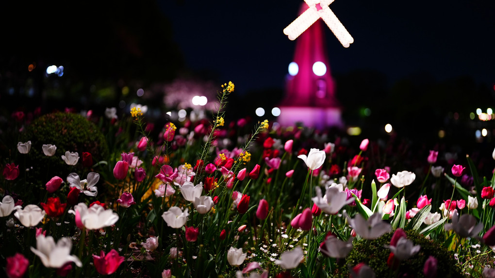 花と光のムーブメント/浮間公園 x チューリップ2022_F1.2の世界