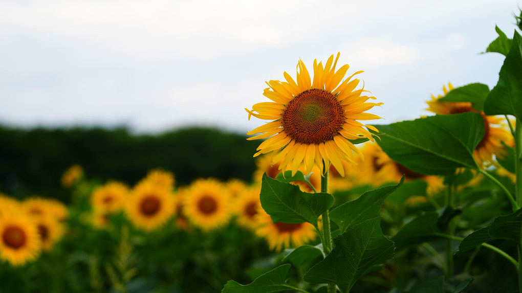 権現堂の🌻向日葵/着物姿がお似合いのステキなレディさん