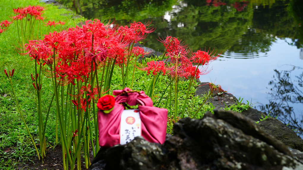 敬老の日/彼岸花が綺麗に咲いてました_小石川後楽園2022
