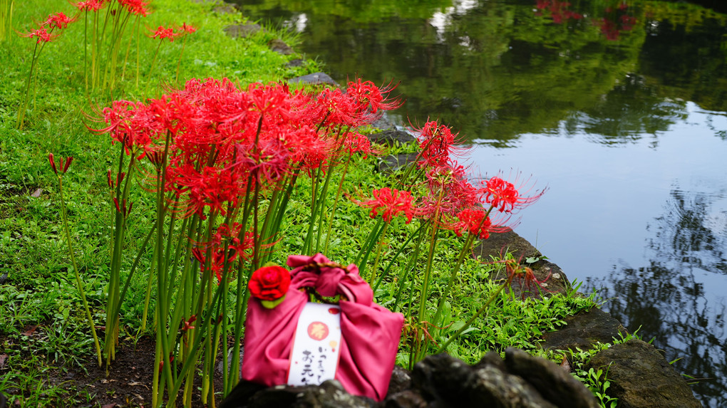 敬老の日/彼岸花が綺麗に咲いてました_小石川後楽園2022