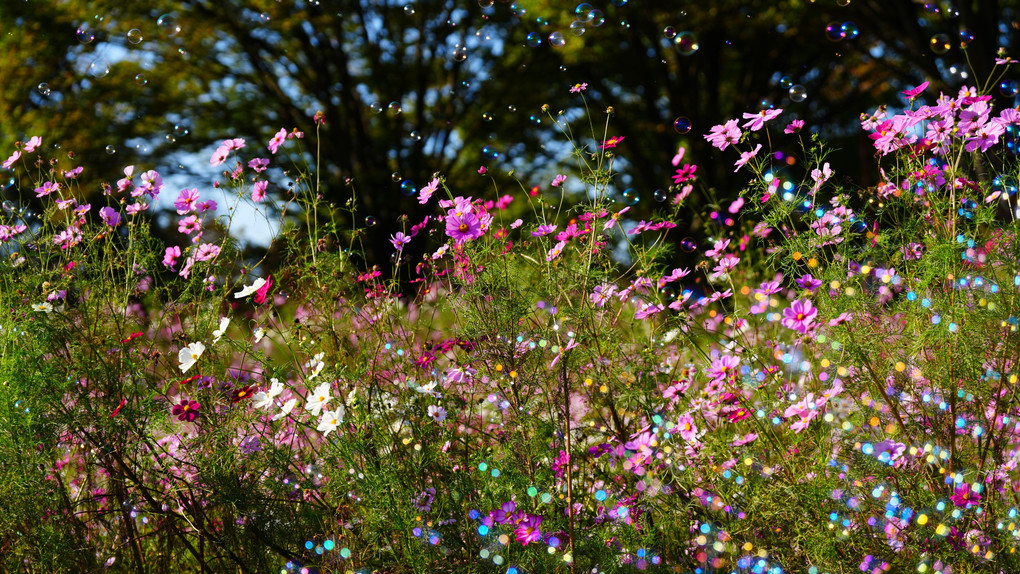 昭和記念公園のコスモス、ピンクのセンセーションがシャボン玉で色鮮やかに輝く