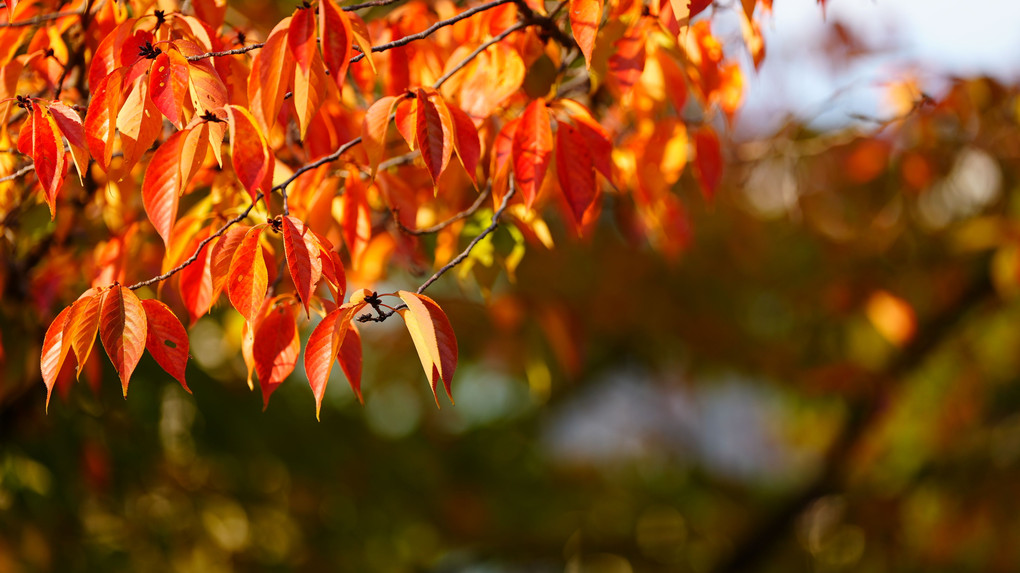 旧芝離宮恩賜庭園は紅葉モード・冬支度/鯉さんも気持ち良さそう！