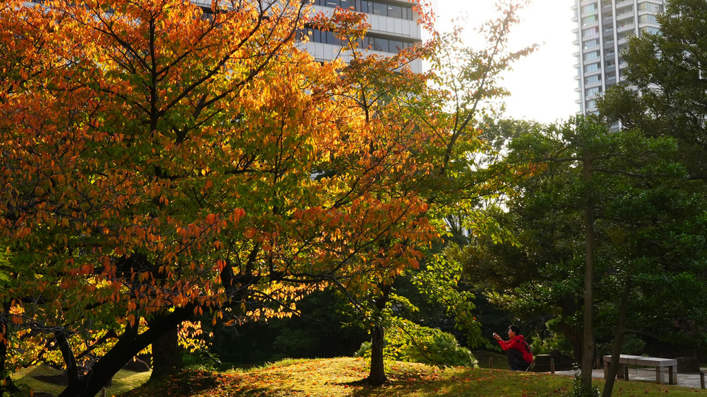 旧芝離宮恩賜庭園は紅葉モード・冬支度/鯉さんも気持ち良さそう！