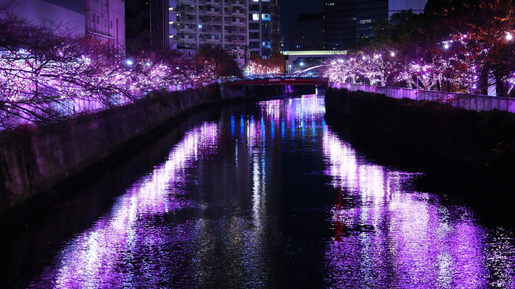 目黒川みんなのイルミネーション2022/桜色LED:希望の光 by α7RV