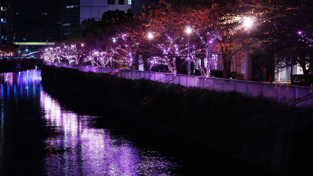 目黒川みんなのイルミネーション2022/桜色LED:希望の光 by α7RV