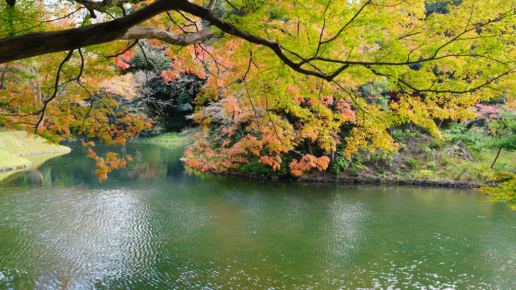 小石川後楽園の紅葉が色鮮やか