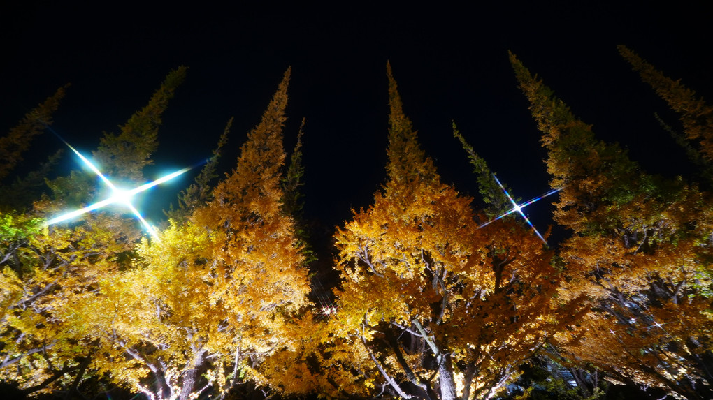 明治神宮外苑イチョウ並木のライトアップは12月3日まで！