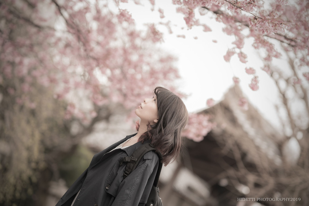 Sakura Portrait