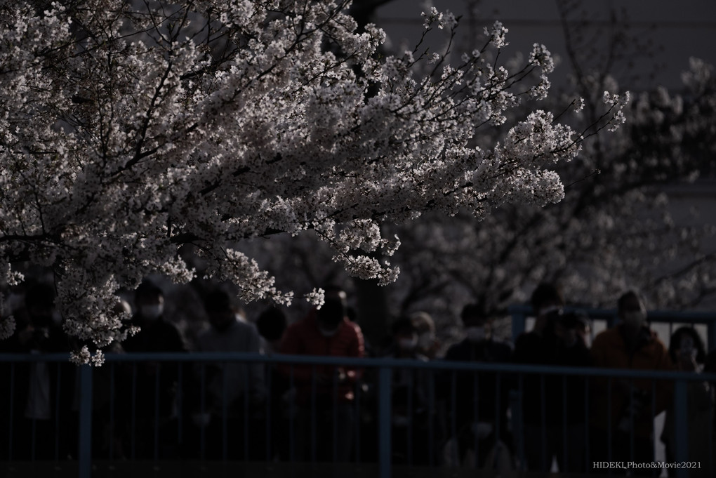 【動画】Nakano桜St，