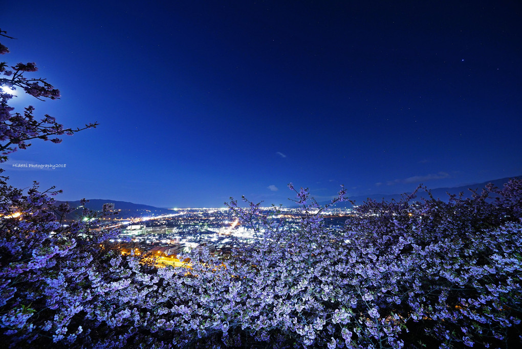 松田山からの桜景