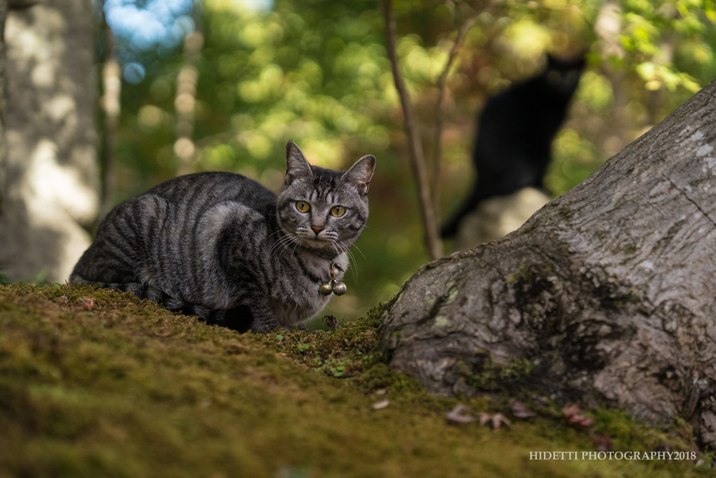 猫たちの秋の園遊会