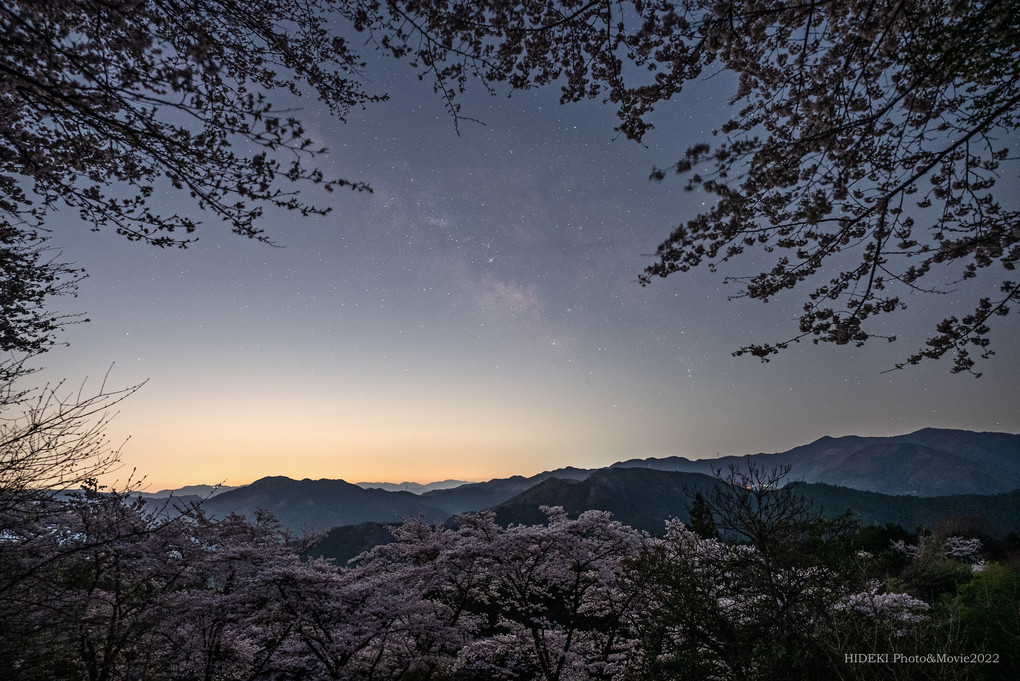桜トンネルの向こうに輝く天の川