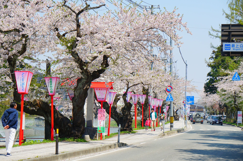 新庄の桜 その１