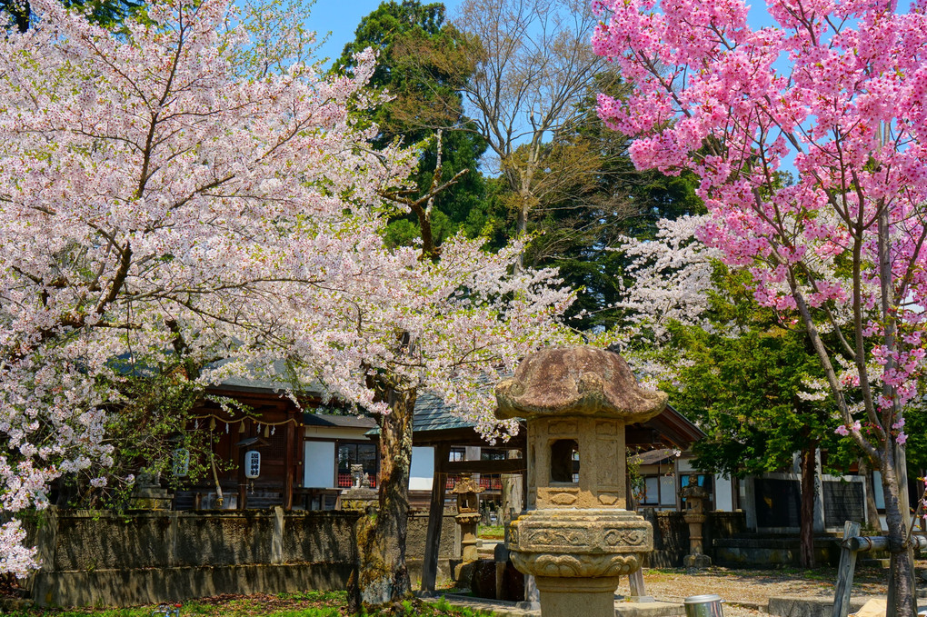 新庄の桜 その１