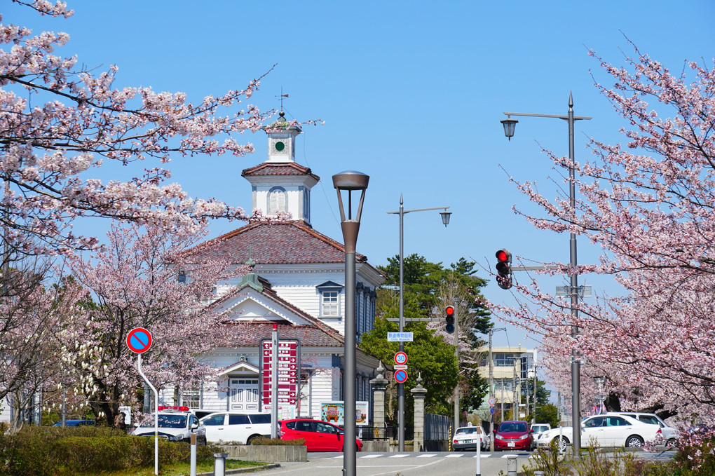 鶴岡公園(山形県鶴岡市)桜もう少し