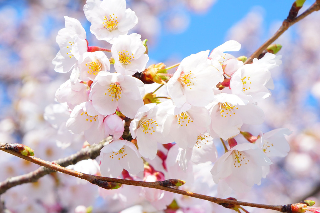 鶴岡公園(山形県鶴岡市)桜もう少し