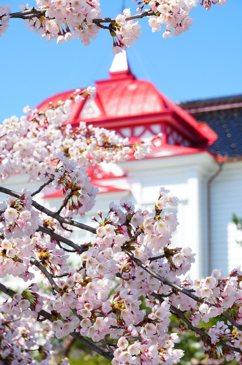 鶴岡公園(山形県鶴岡市)桜もう少し