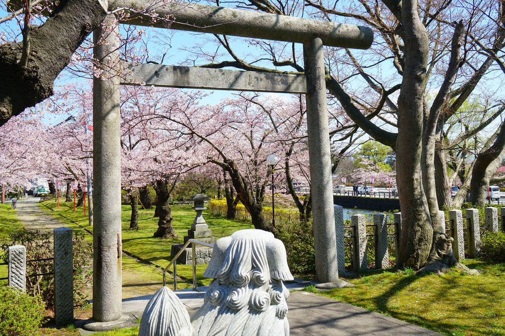 鶴岡公園(山形県鶴岡市)桜もう少し