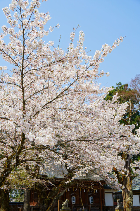 新庄の桜