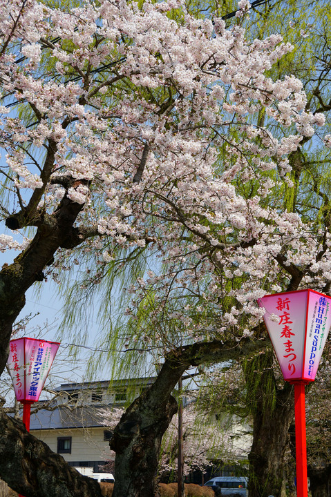 新庄の桜