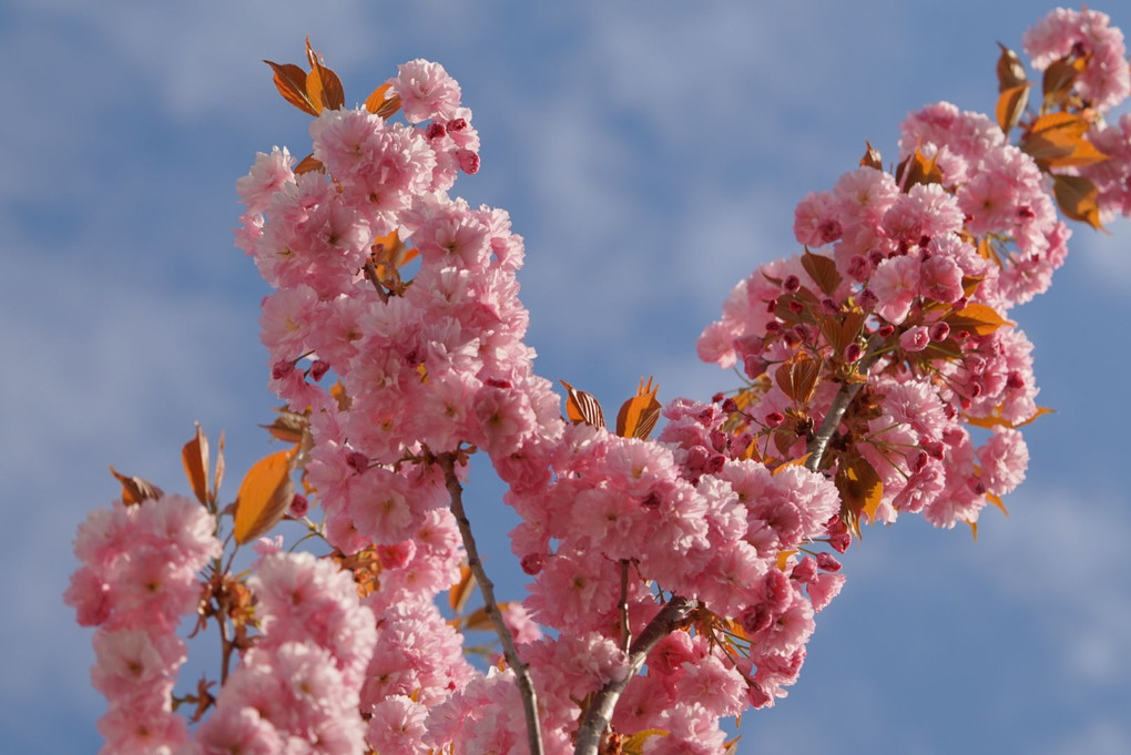 庭先八重桜