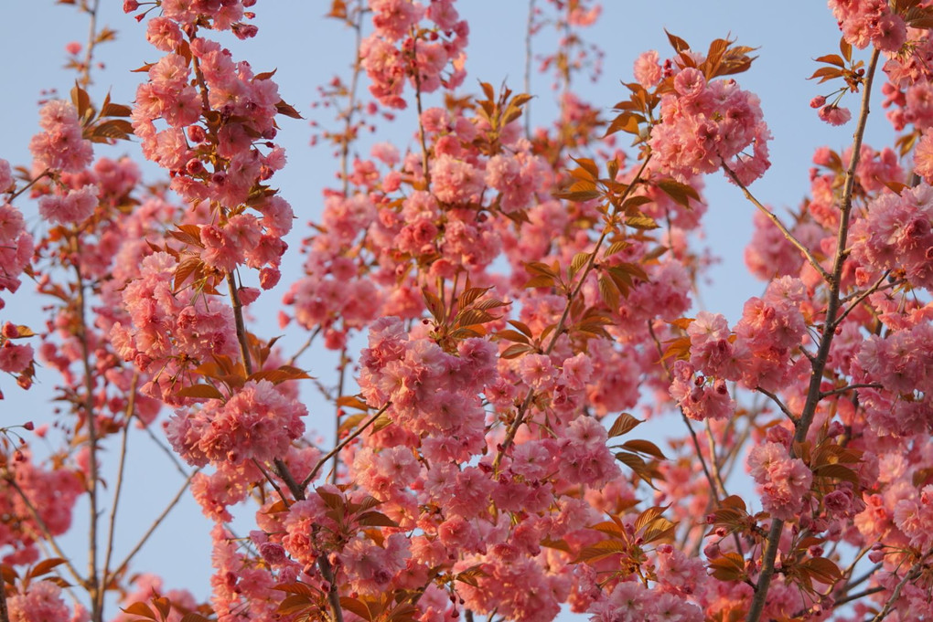 庭先八重桜