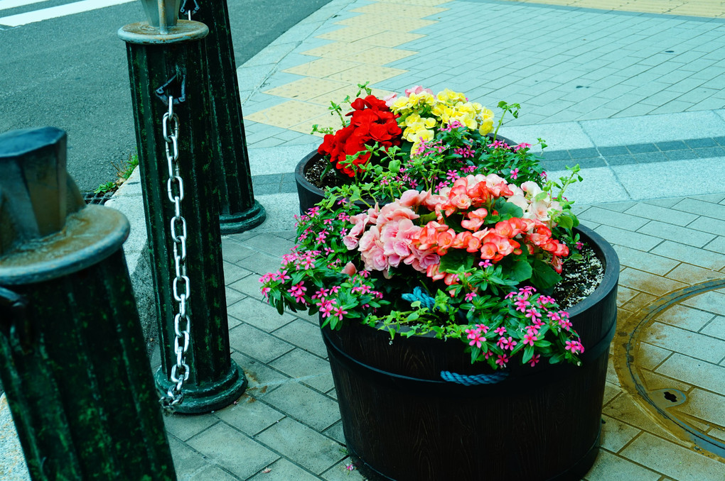 札幌街角の花
