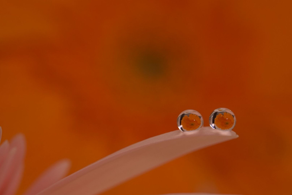 浅井美紀先生の　はじめての水滴写真　しずくの中の花撮影講座