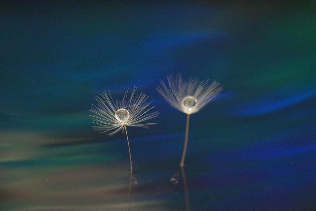 浅井美紀先生の水滴写真 水に浮かぶ花としずく撮影講座