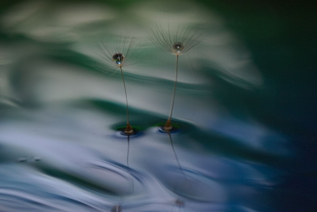 浅井美紀先生の水滴写真 水に浮かぶ花としずく撮影講座
