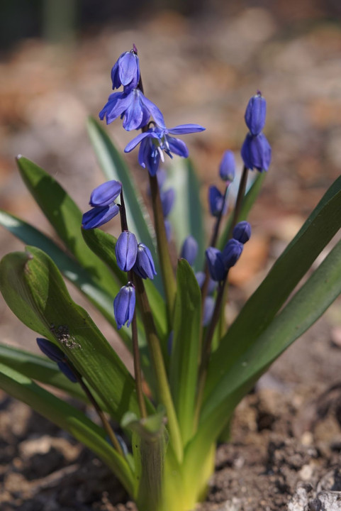 青紫色クロッカスと青い花