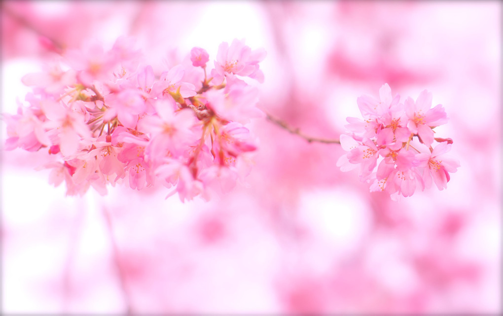 Spring Is in The Air-春めく-