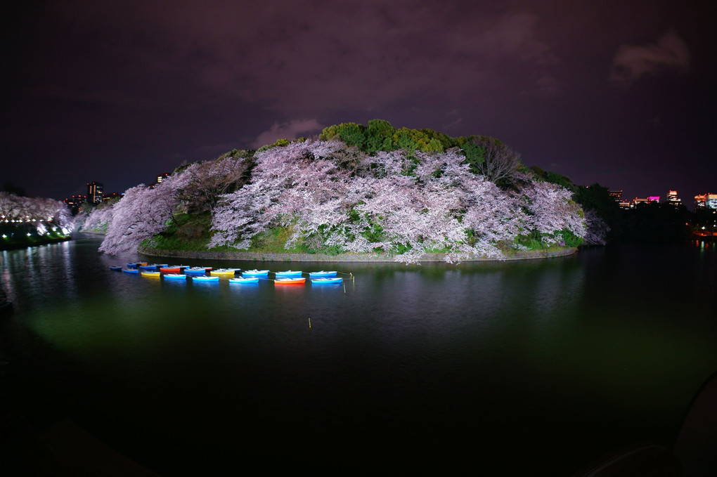 千鳥ヶ淵の桜（4月6日夜 満開）