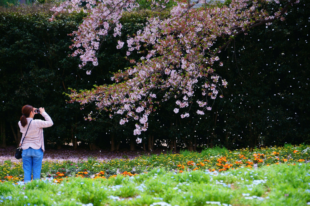 桜の花は散ってもなお美しく