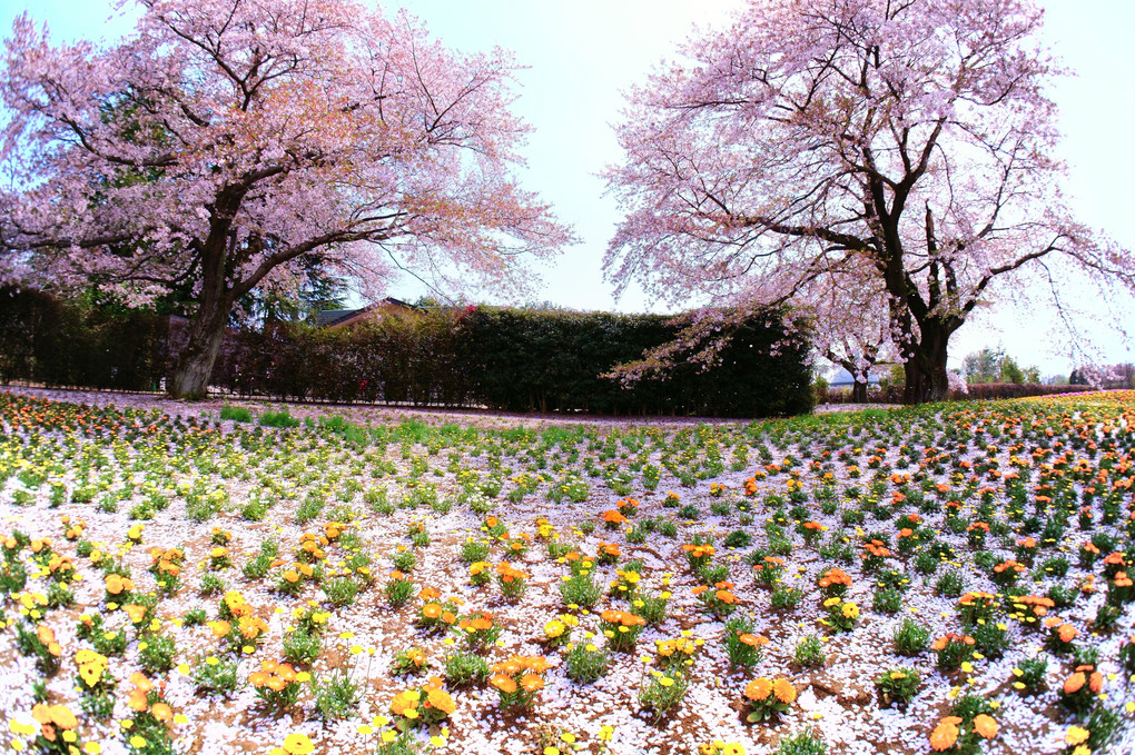 桜の花は散ってもなお美しく