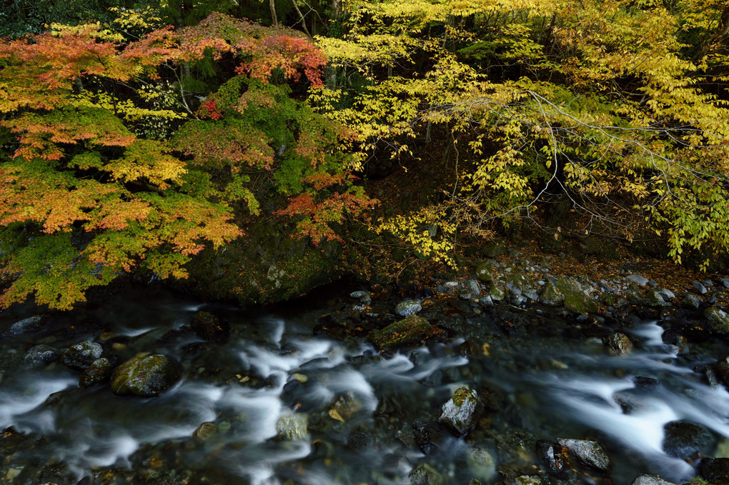 秋の桐生川