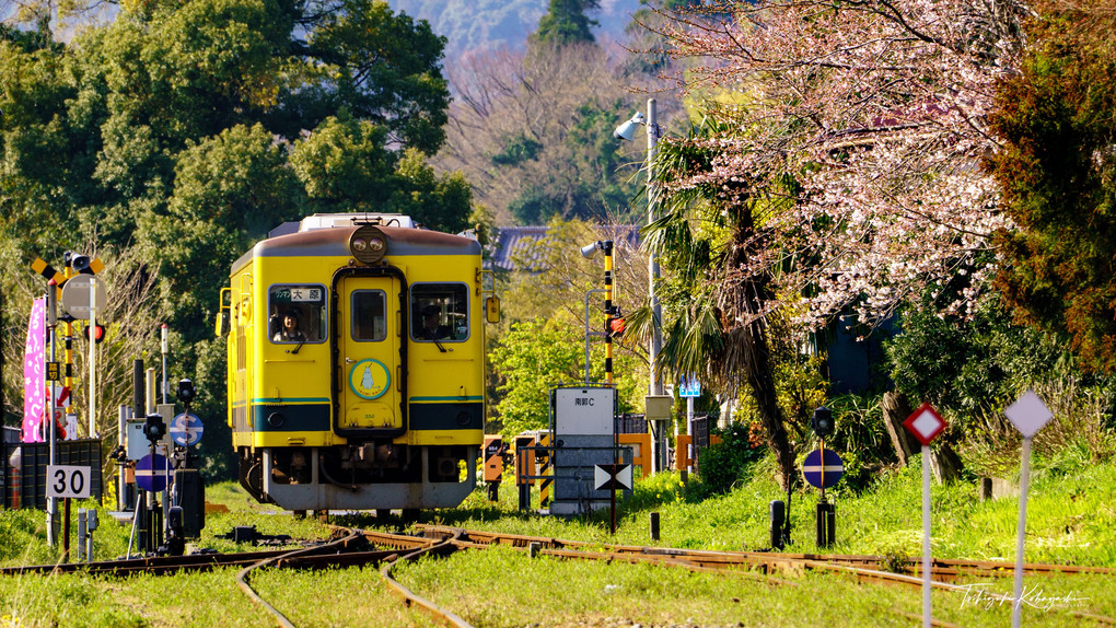 春のいすみ鉄道の旅  #いすみ鉄道#