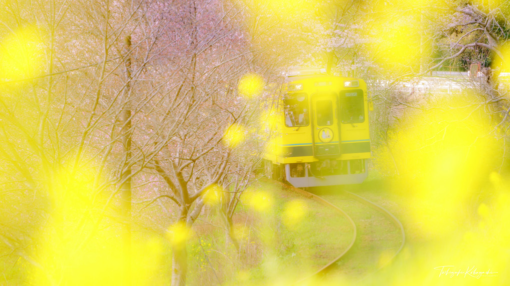 春のいすみ鉄道の旅  #いすみ鉄道#