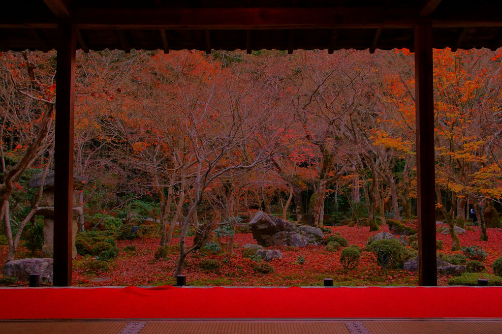 京都 圓光寺・秋の夕暮れ
