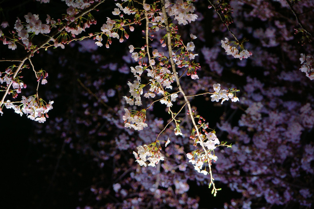 千鳥ヶ淵の桜（4月4日夜 5分咲き）