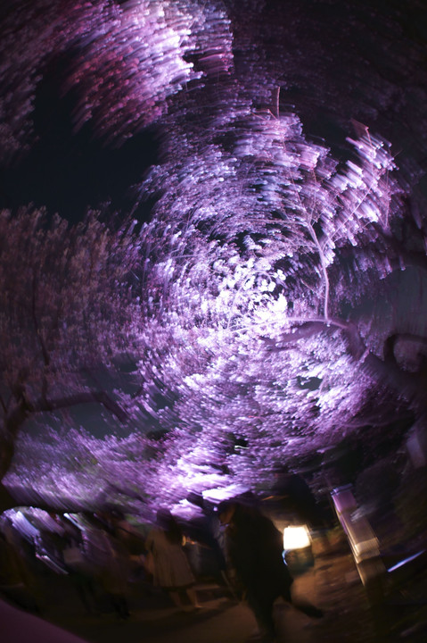 千鳥ヶ淵の桜（4月4日夜 5分咲き）