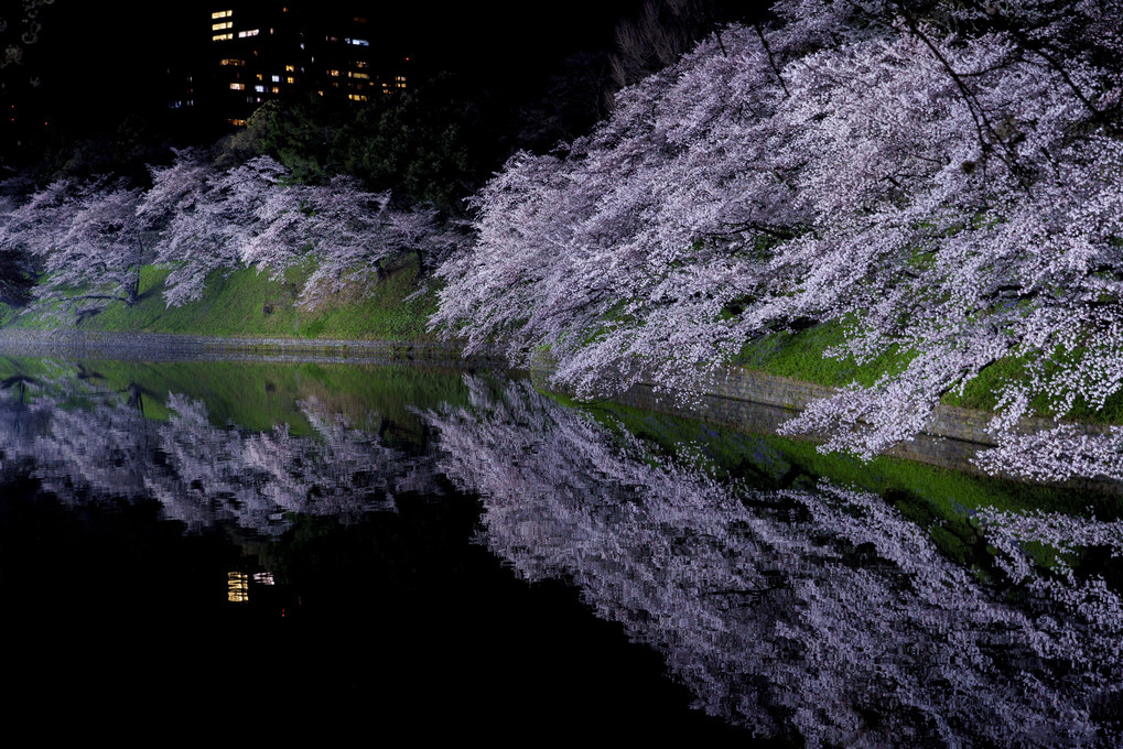 千鳥ヶ淵の桜（3月26日夜 満開）