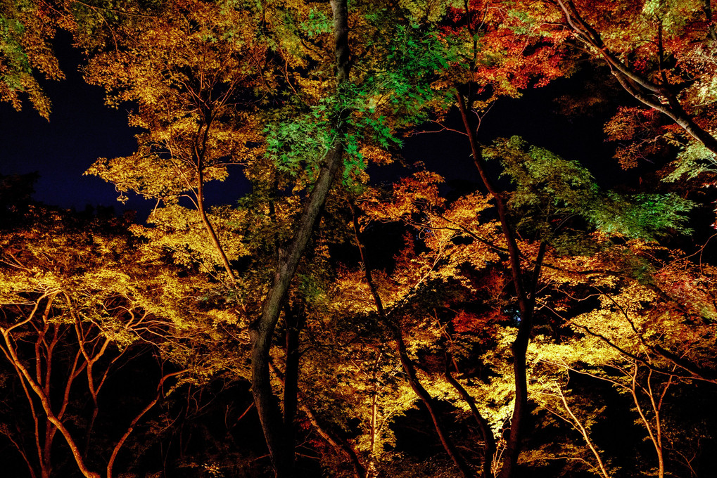京都 清水寺 秋の夜間特別拝観 ライトアップ