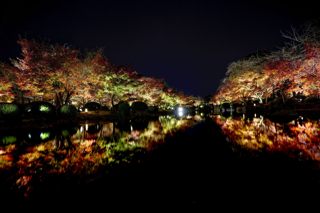 京都 東寺ライトアップ