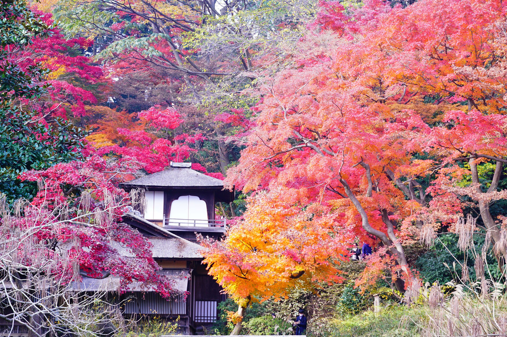 晩秋の三渓園。