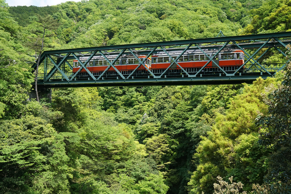新緑を行く箱根登山電車