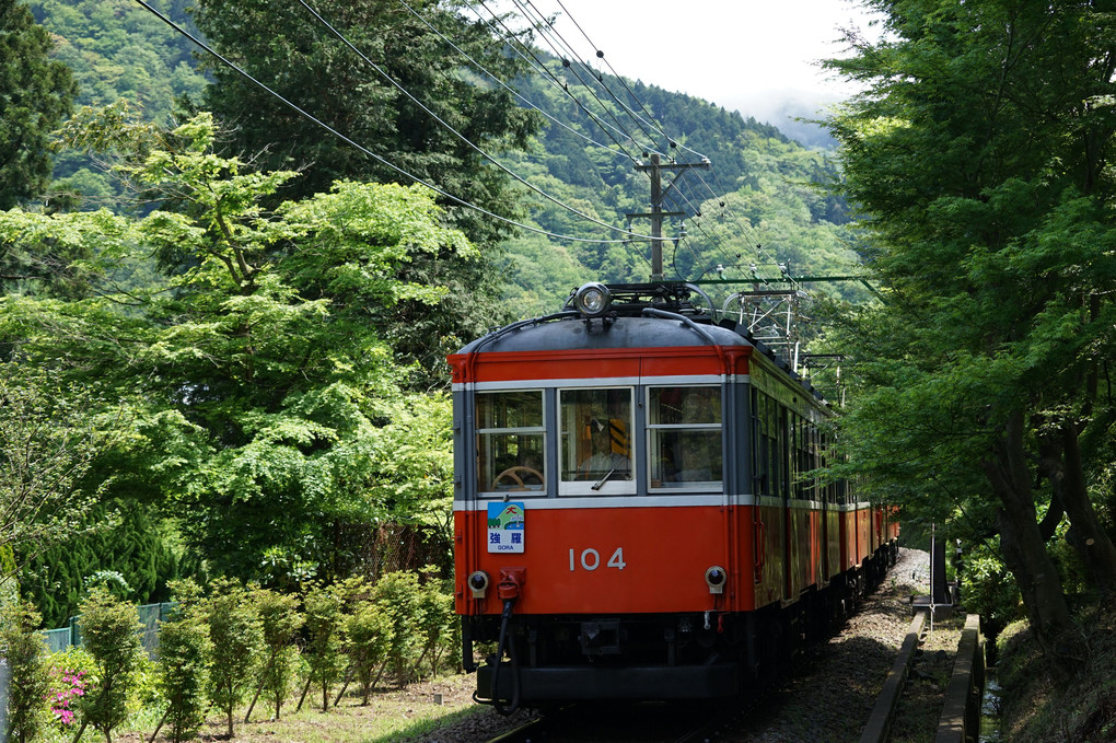 新緑を行く箱根登山電車