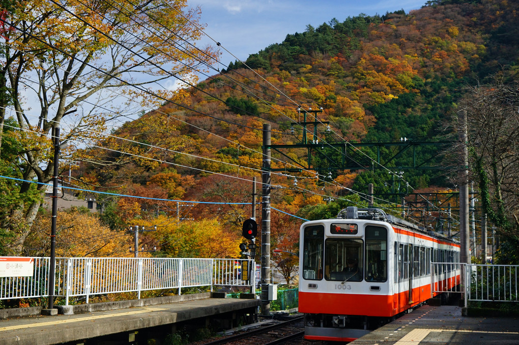 紅葉の箱根登山電車「2016」