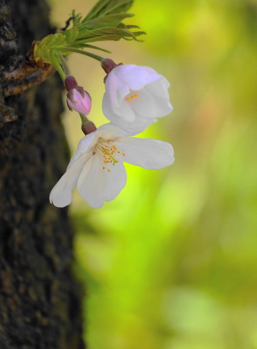 子桜