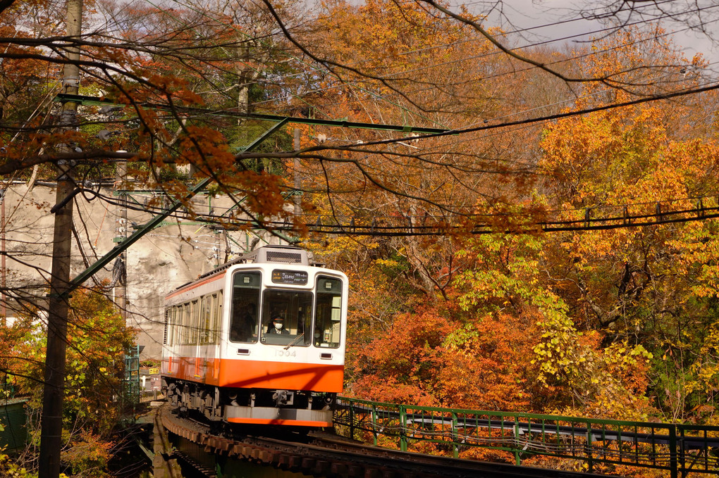 紅葉の箱根登山電車